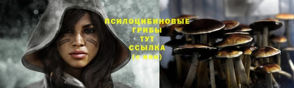 стаф Аркадак